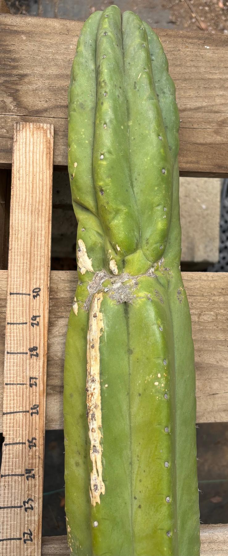 #EC106 EXACT Trichocereus Pachanoi Skip/CG Campground Cactus Cutting