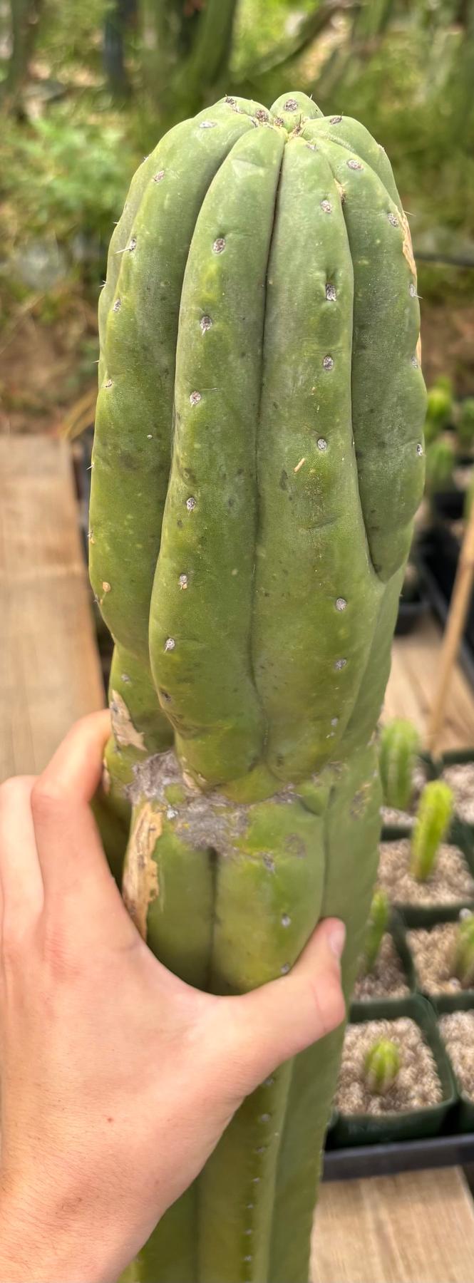 #EC106 EXACT Trichocereus Pachanoi Skip/CG Campground Cactus Cutting