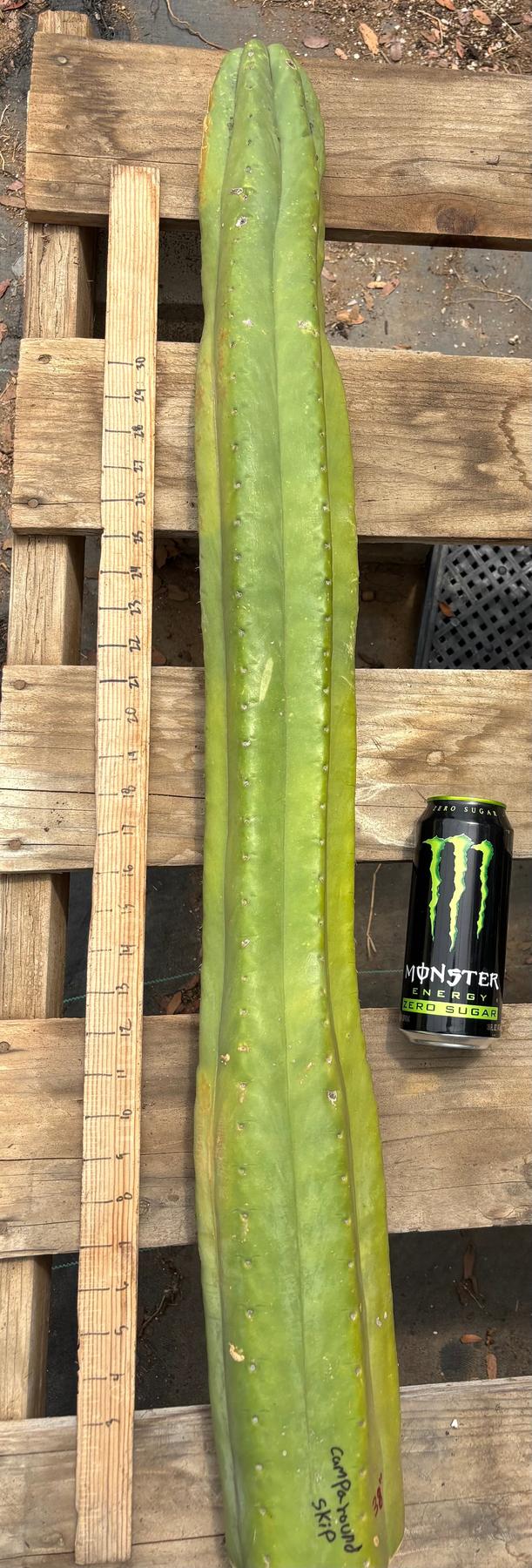 #EC106 EXACT Trichocereus Pachanoi Skip/CG Campground Cactus Cutting