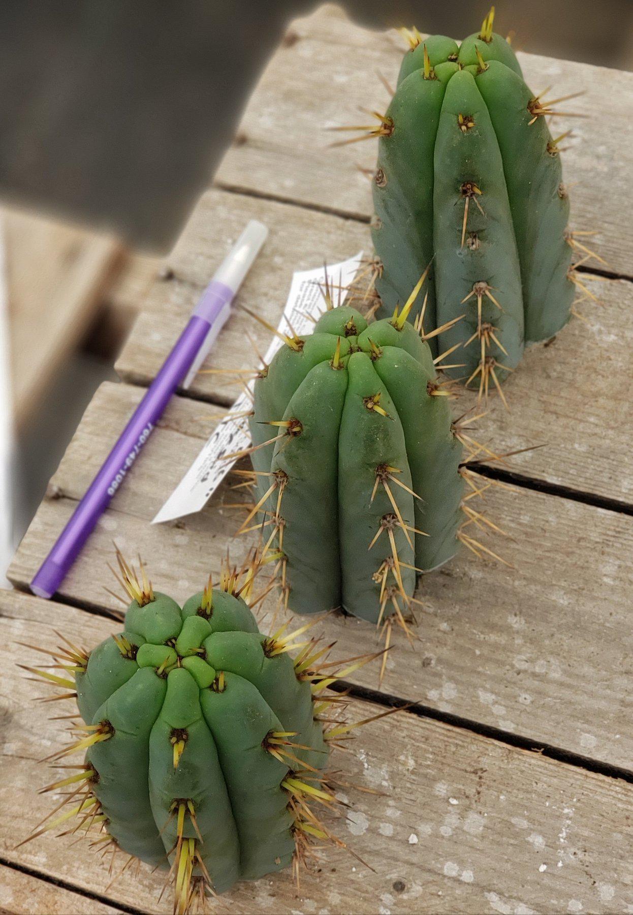 #EC107 EXACT Trichocereus Bridgesoid "SunSpine" cutting