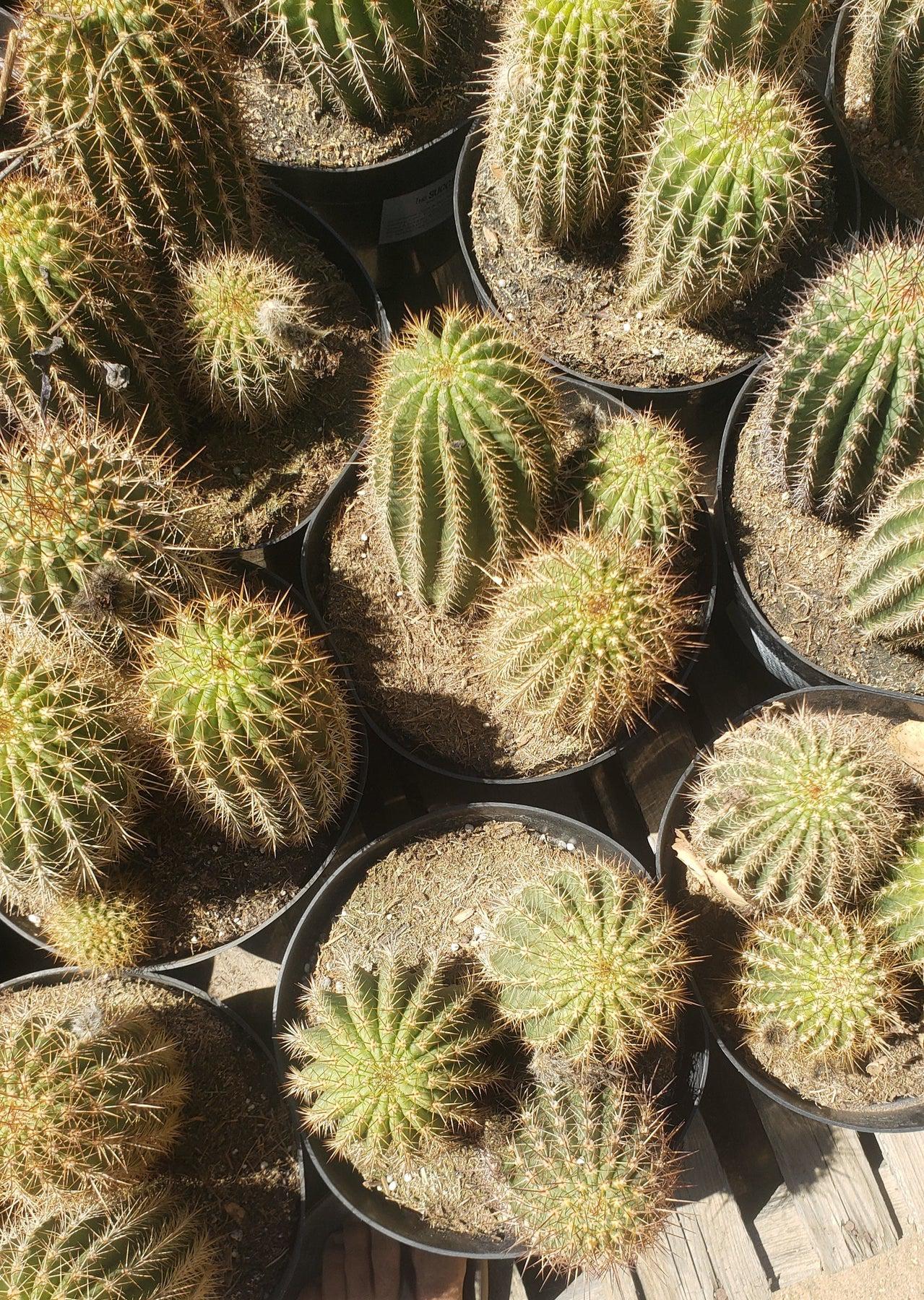#EC111 Trichocereus Grandiflorus Ornamental Cactus Potted 8" we pick