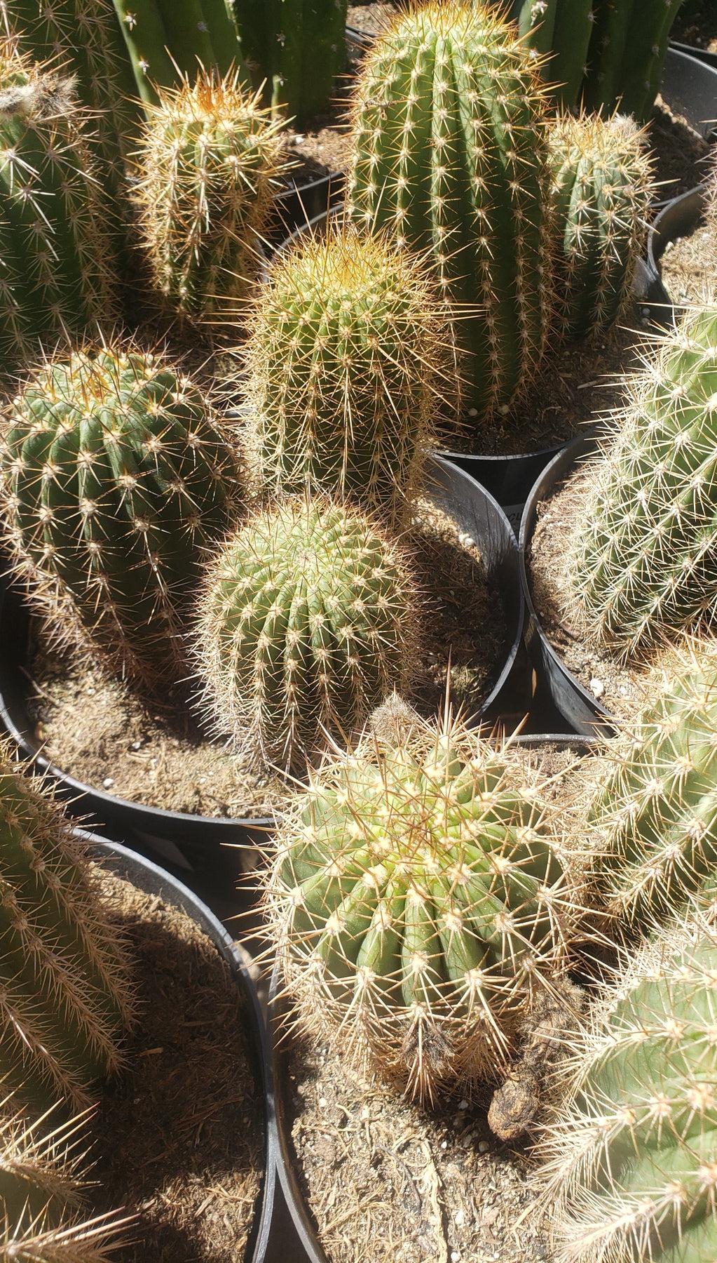 #EC111 Trichocereus Grandiflorus Ornamental Cactus Potted 8" we pick