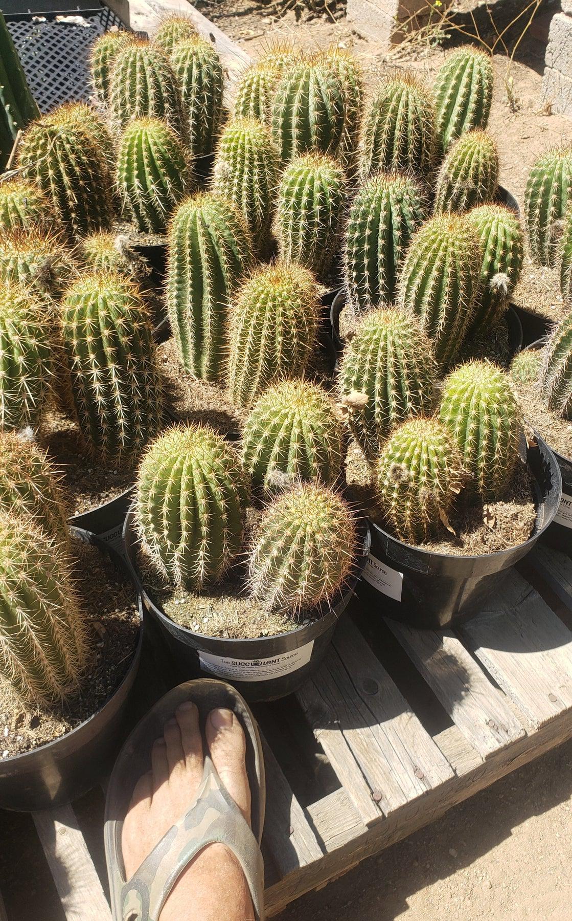 #EC111 Trichocereus Grandiflorus Ornamental Cactus Potted 8" we pick