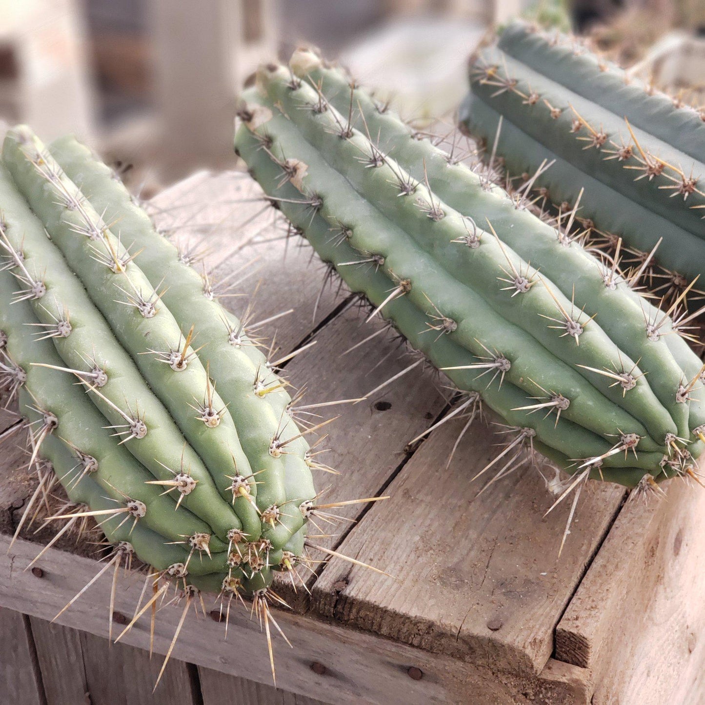 #EC112 EXACT Trichocereus Cuzcoensis Cactus CUTTING 10-12" approx