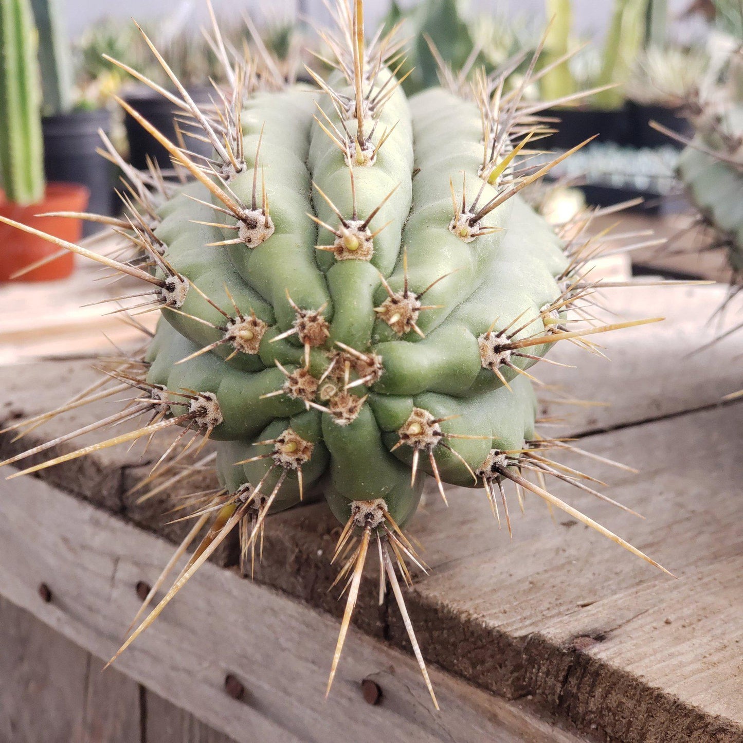 #EC112 EXACT Trichocereus Cuzcoensis Cactus CUTTING 10-12" approx