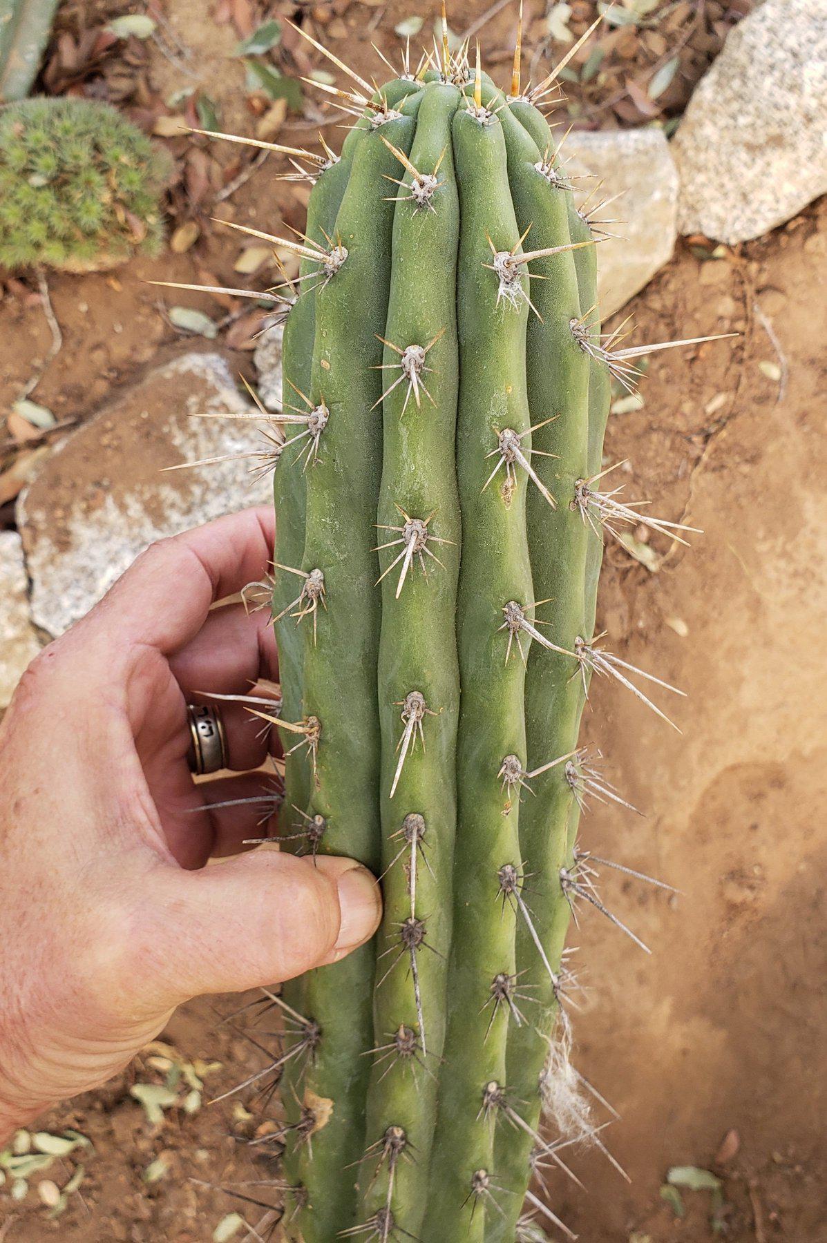 #EC112 EXACT Trichocereus Cuzcoensis Cactus CUTTING 10-12" approx