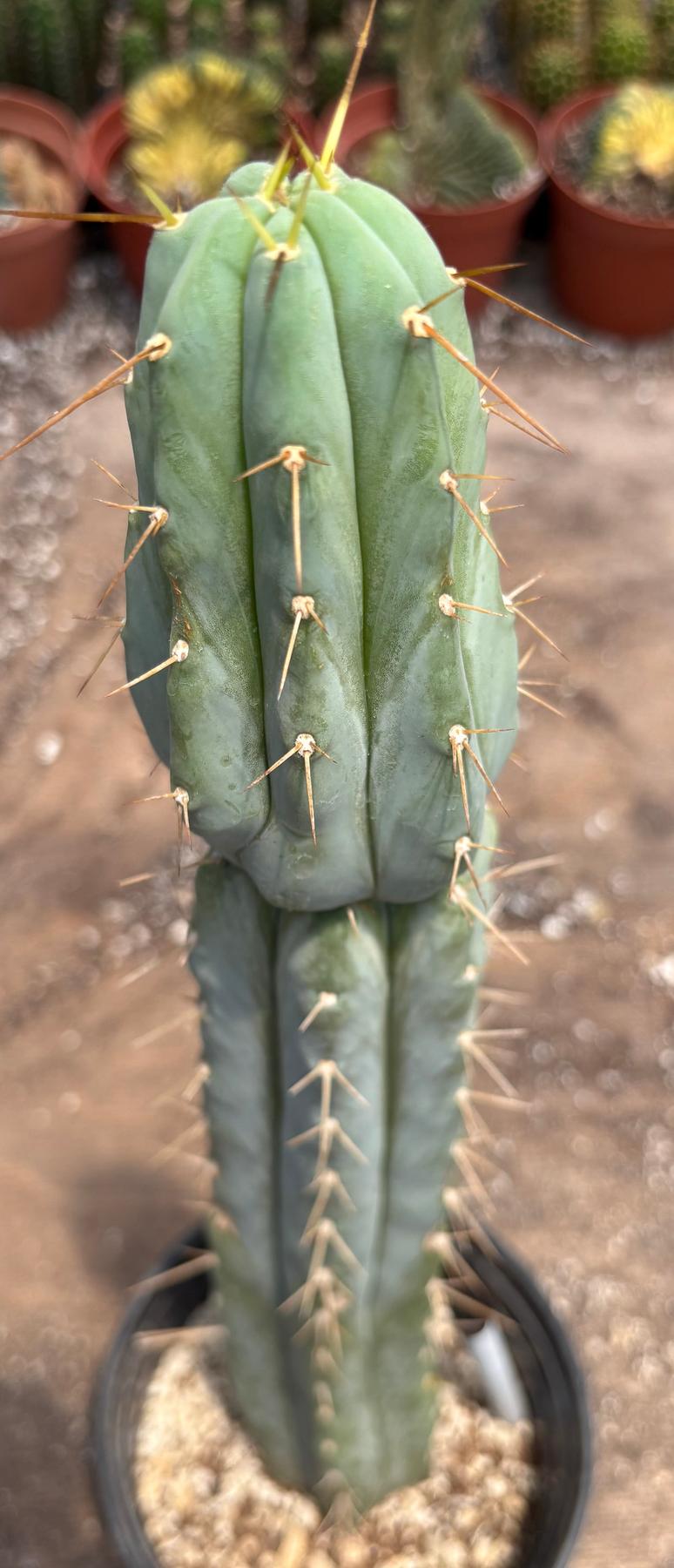 #EC117 EXACT Trichocereus Bridgesii JADA Cactus 18.5”