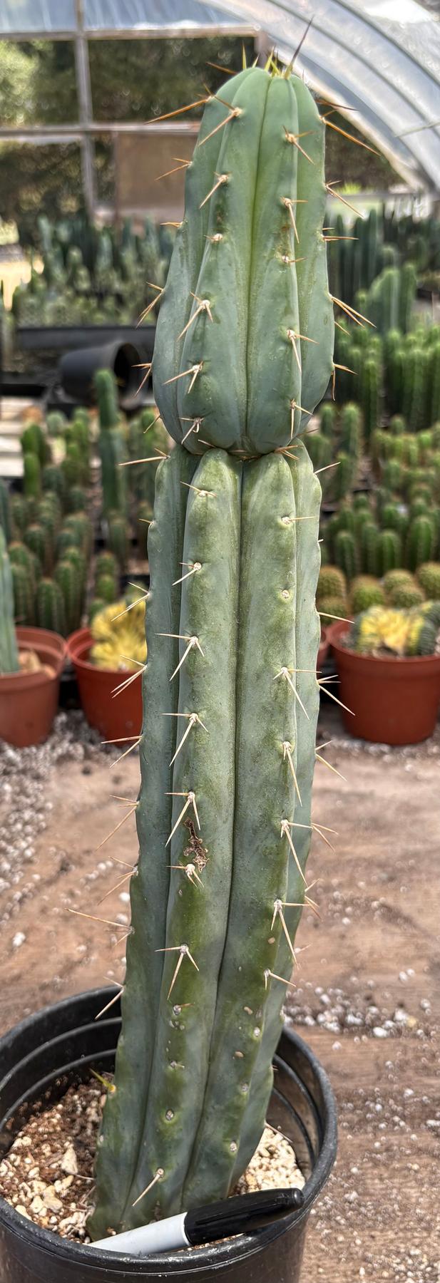 #EC117 EXACT Trichocereus Bridgesii JADA Cactus 18.5”