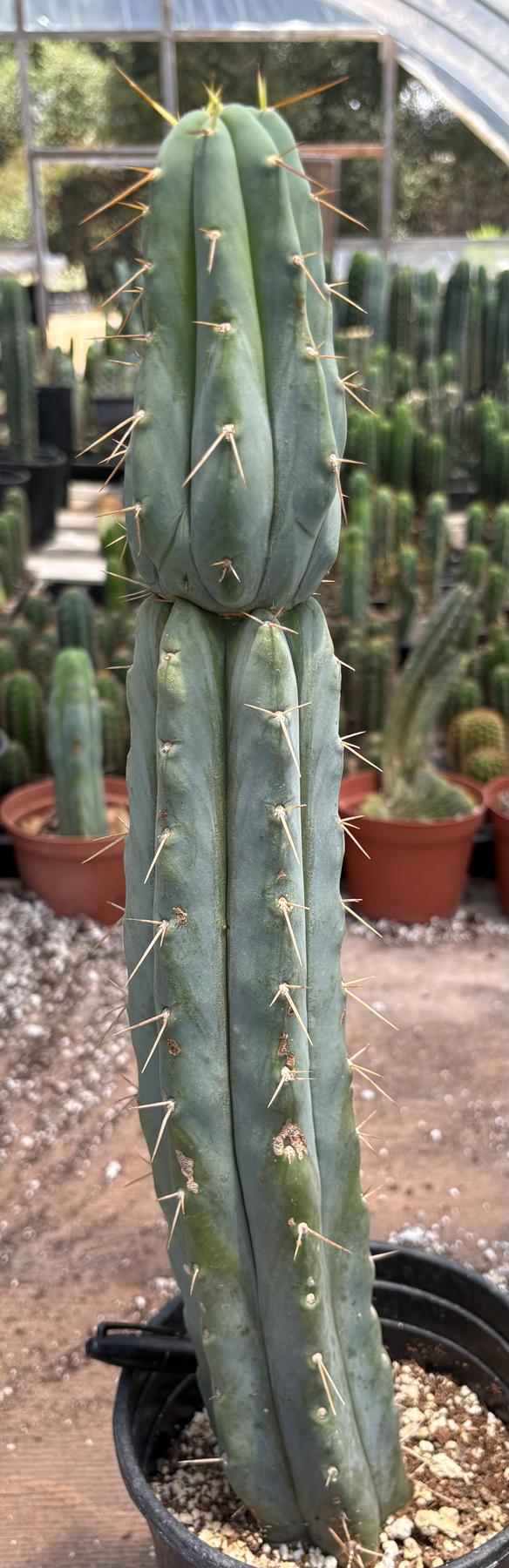 #EC117 EXACT Trichocereus Bridgesii JADA Cactus 18.5”