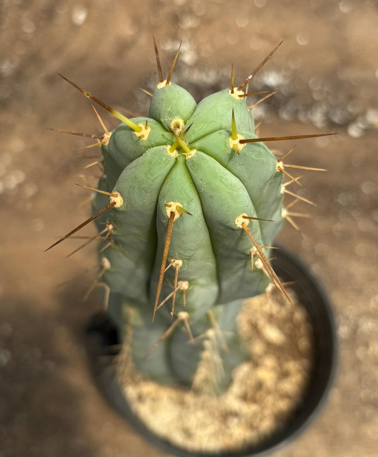 #EC117 EXACT Trichocereus Bridgesii JADA Cactus 18.5”