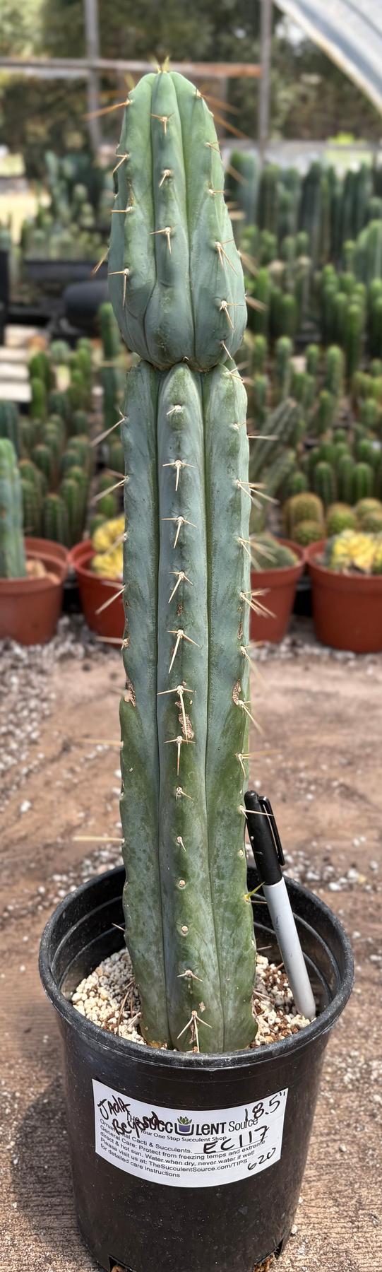 #EC117 EXACT Trichocereus Bridgesii JADA Cactus 18.5”