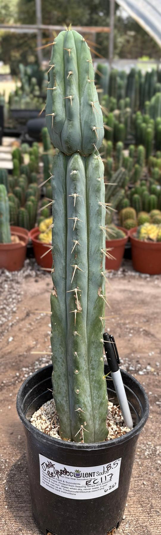 #EC117 EXACT Trichocereus Bridgesii JADA Cactus 18.5”