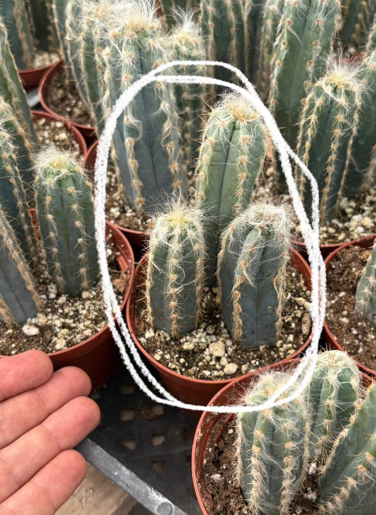 #EC118 Pilocereus Glaucescens Cactus Blue Candles Potted in 4" container