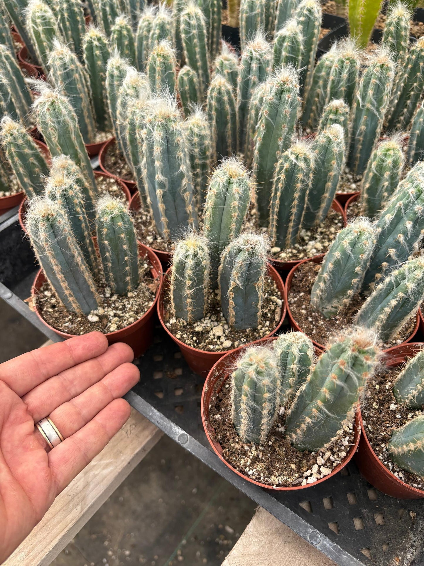 #EC118 Pilocereus Glaucescens Cactus Blue Candles Potted in 4" container