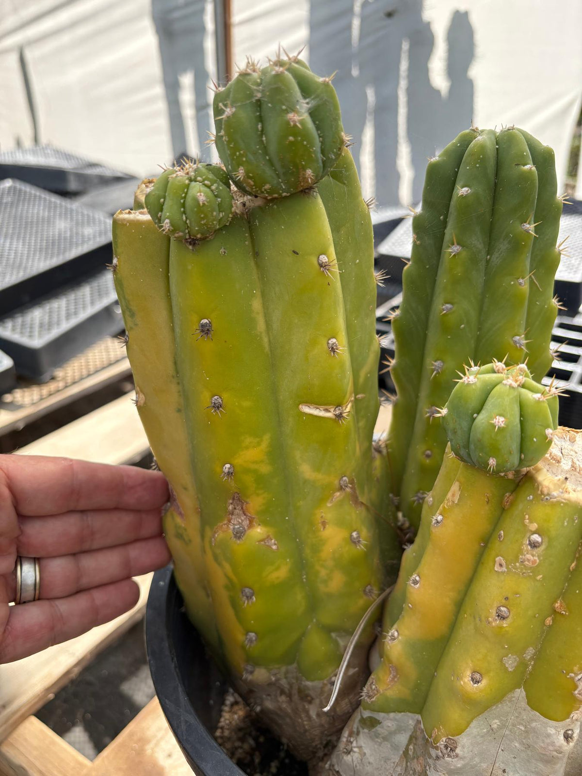 #EC120 EXACT Trichocereus Pachanoi PC Variegated Cactus potted TLC scale
