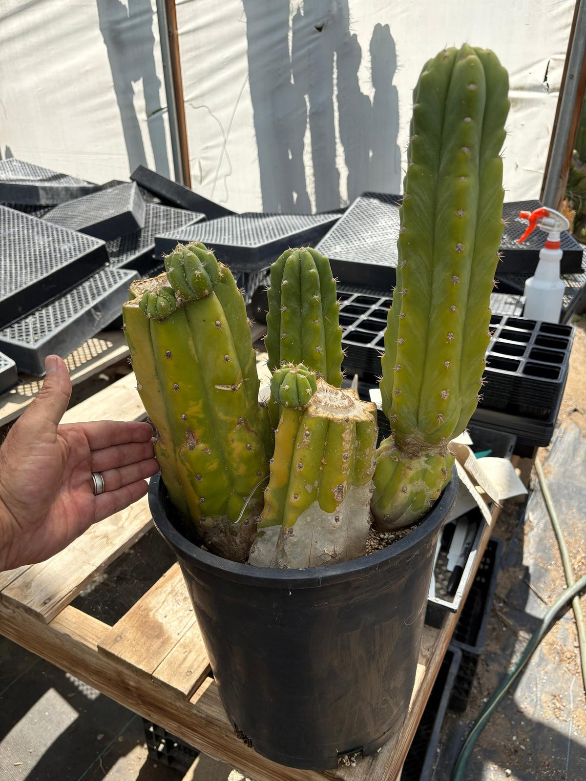 #EC120 EXACT Trichocereus Pachanoi PC Variegated Cactus potted TLC scale