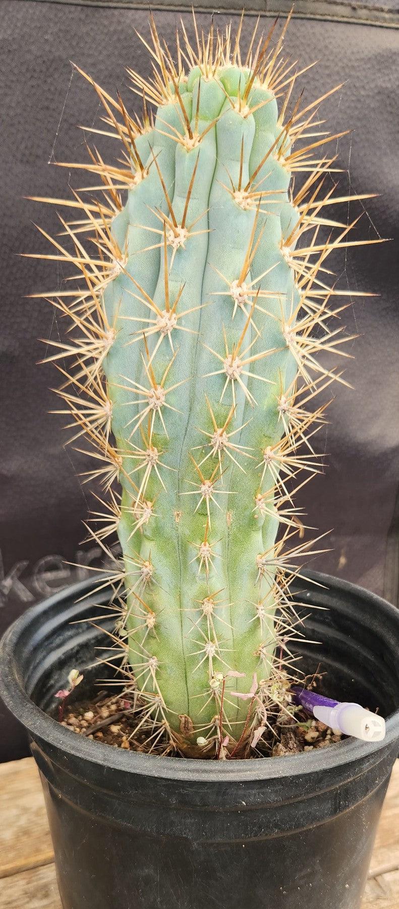 #EC124 Browningia Hertlingiana Cactus specimen 10-12”