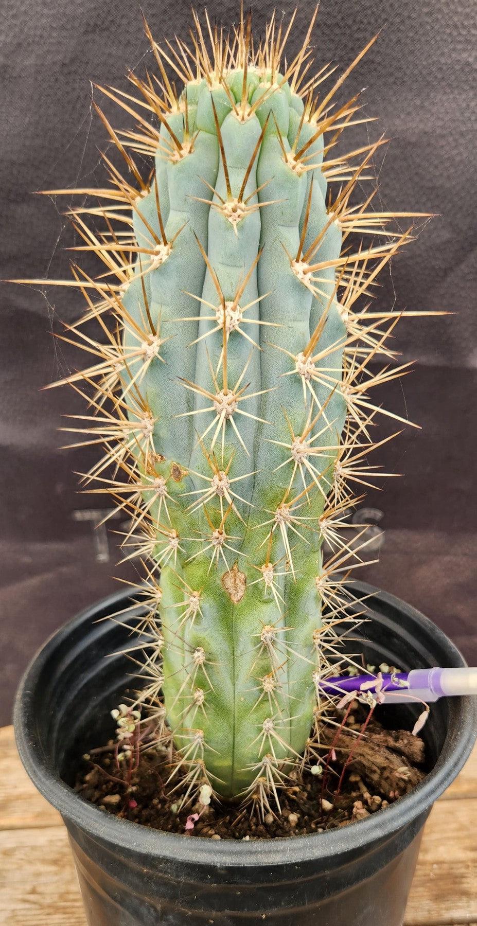 #EC124 Browningia Hertlingiana Cactus specimen 10-12”