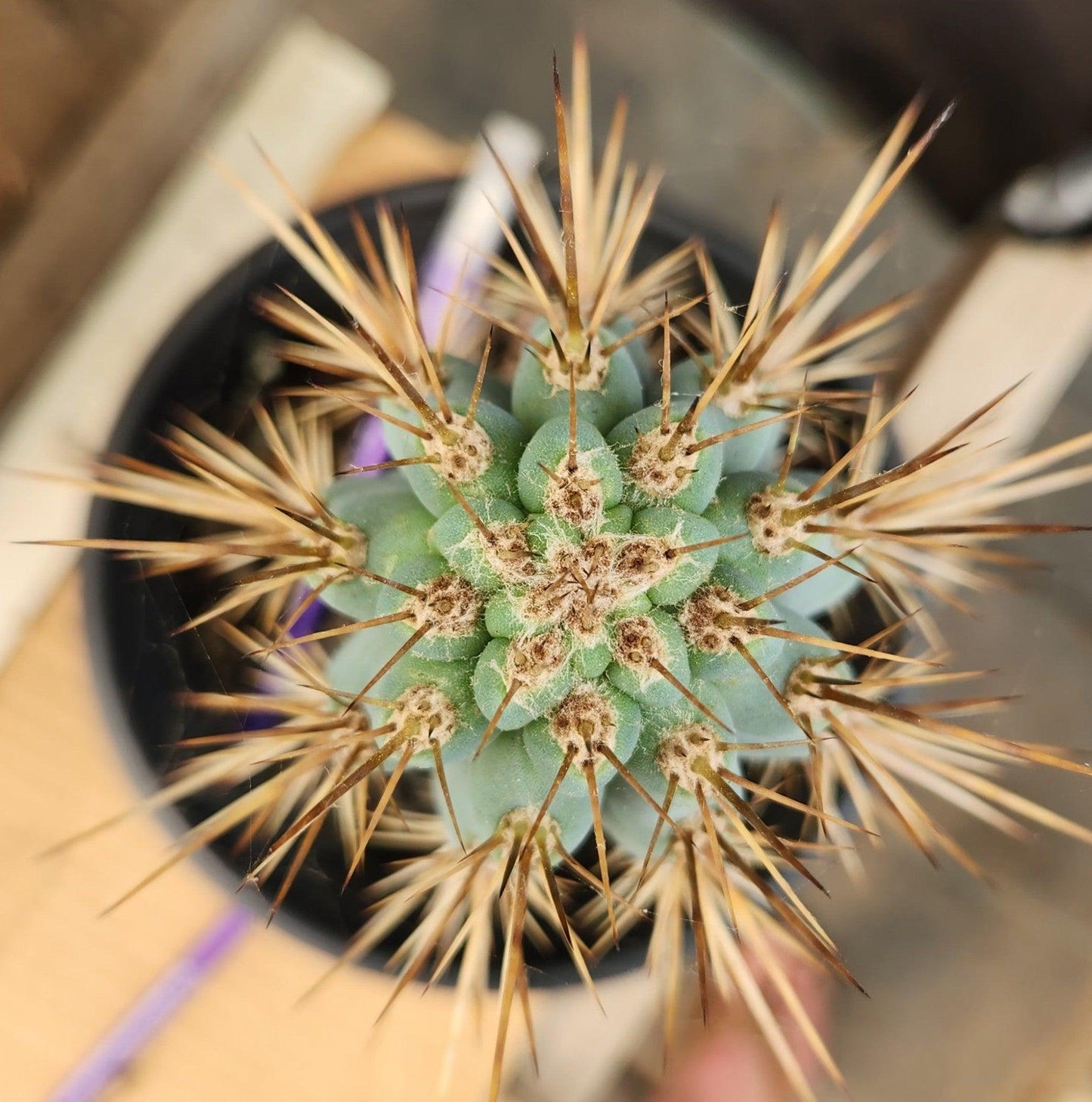 #EC124 Browningia Hertlingiana Cactus specimen 10-12”
