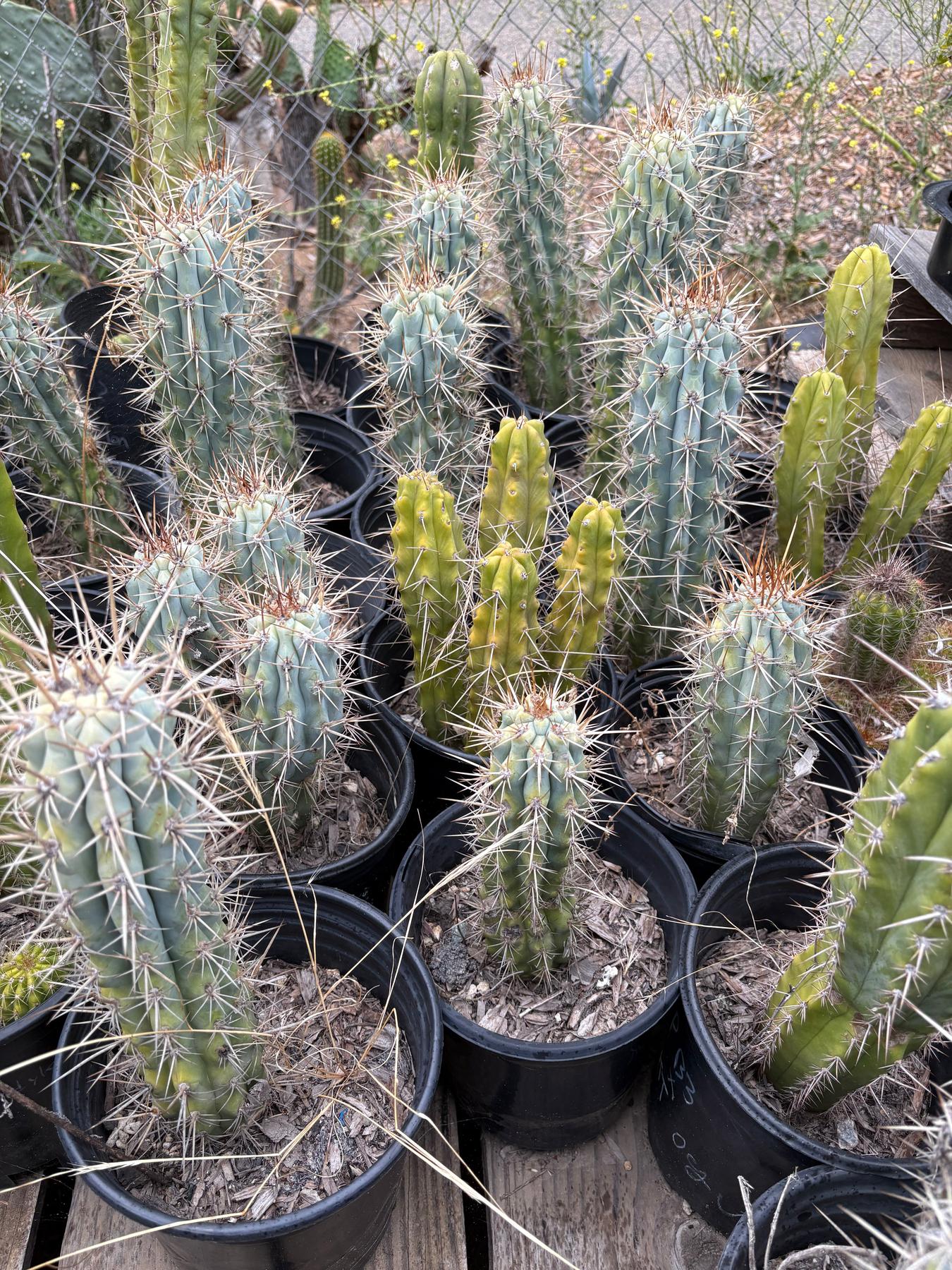 #EC124 Browningia Hertlingiana Cactus specimen 10-12”