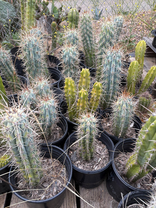 #EC124 Browningia Hertlingiana Cactus specimen 10-12”