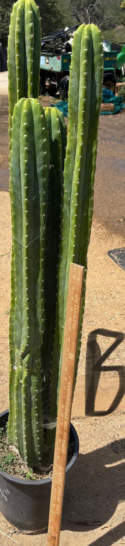 #EC125 EXACT GIANT Trichocereus Pachanoi PC Potted Cactus Specimens