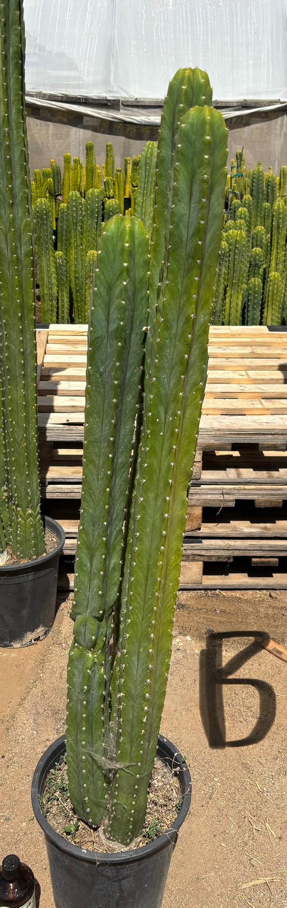 #EC125 EXACT GIANT Trichocereus Pachanoi PC Potted Cactus Specimens
