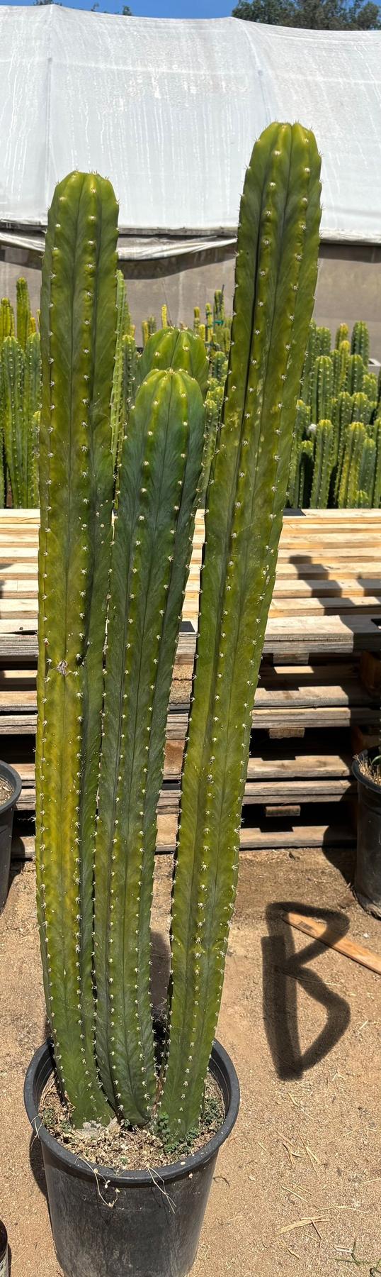 #EC125 EXACT GIANT Trichocereus Pachanoi PC Potted Cactus Specimens