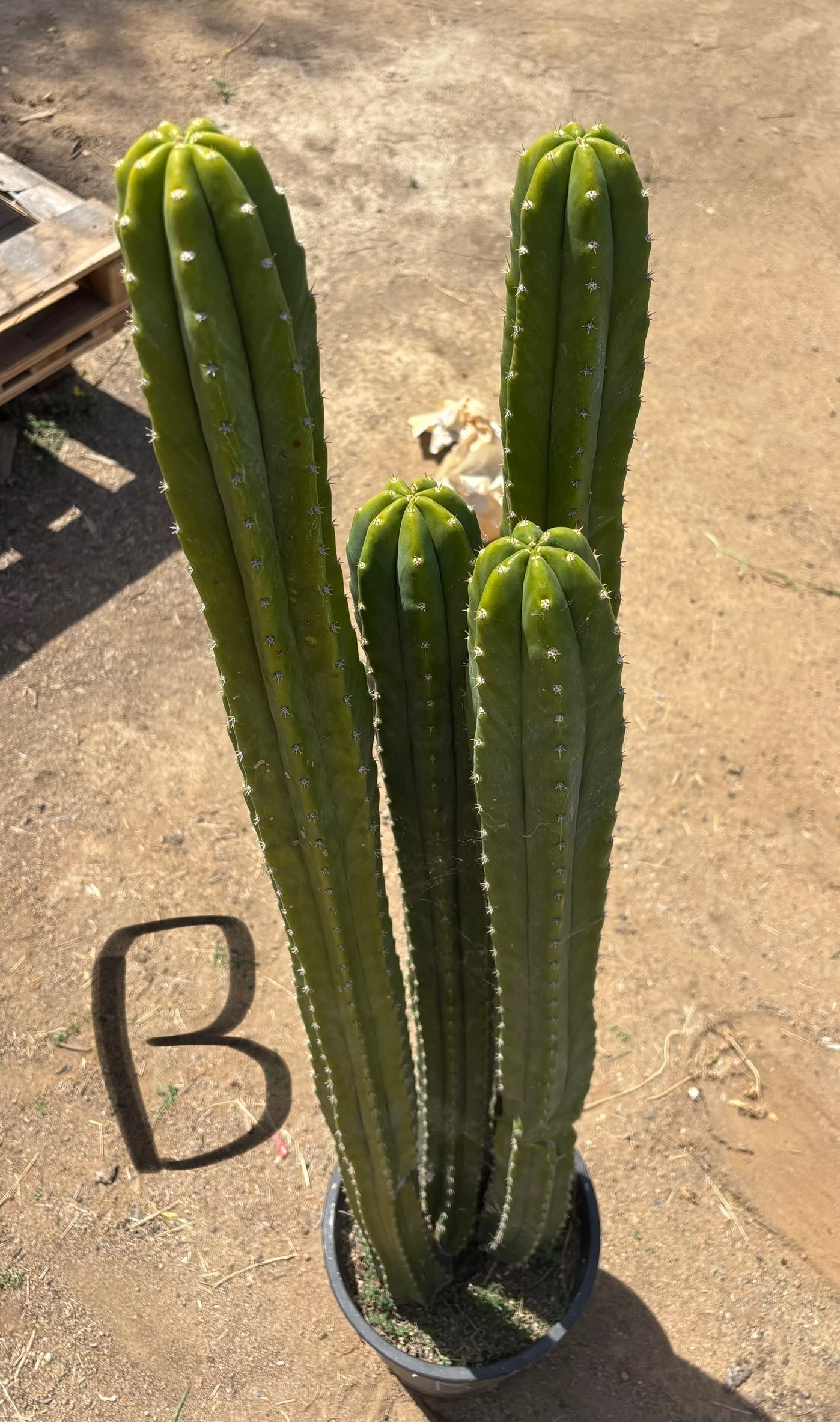 #EC125 EXACT GIANT Trichocereus Pachanoi PC Potted Cactus Specimens