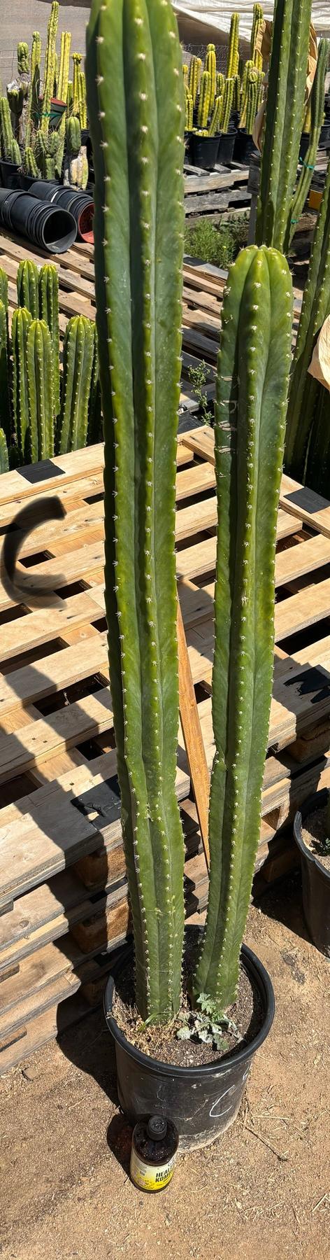 #EC125 EXACT GIANT Trichocereus Pachanoi PC Potted Cactus Specimens