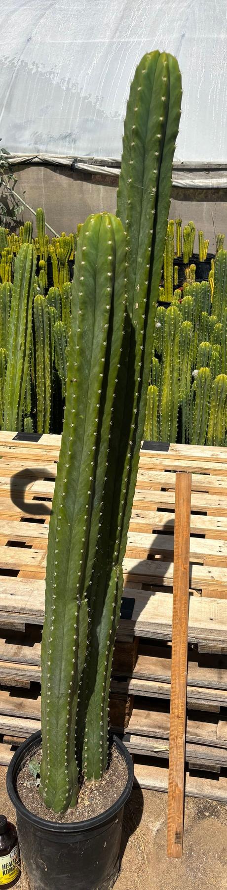 #EC125 EXACT GIANT Trichocereus Pachanoi PC Potted Cactus Specimens
