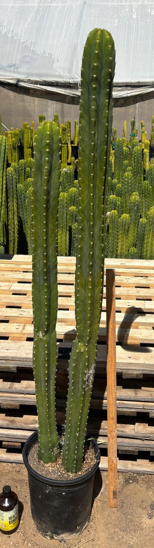 #EC125 EXACT GIANT Trichocereus Pachanoi PC Potted Cactus Specimens
