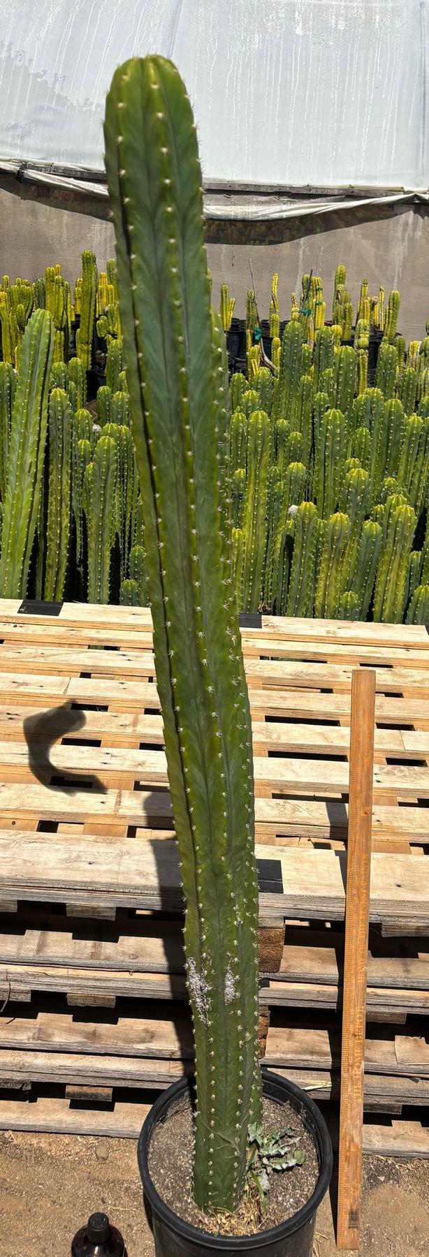 #EC125 EXACT GIANT Trichocereus Pachanoi PC Potted Cactus Specimens