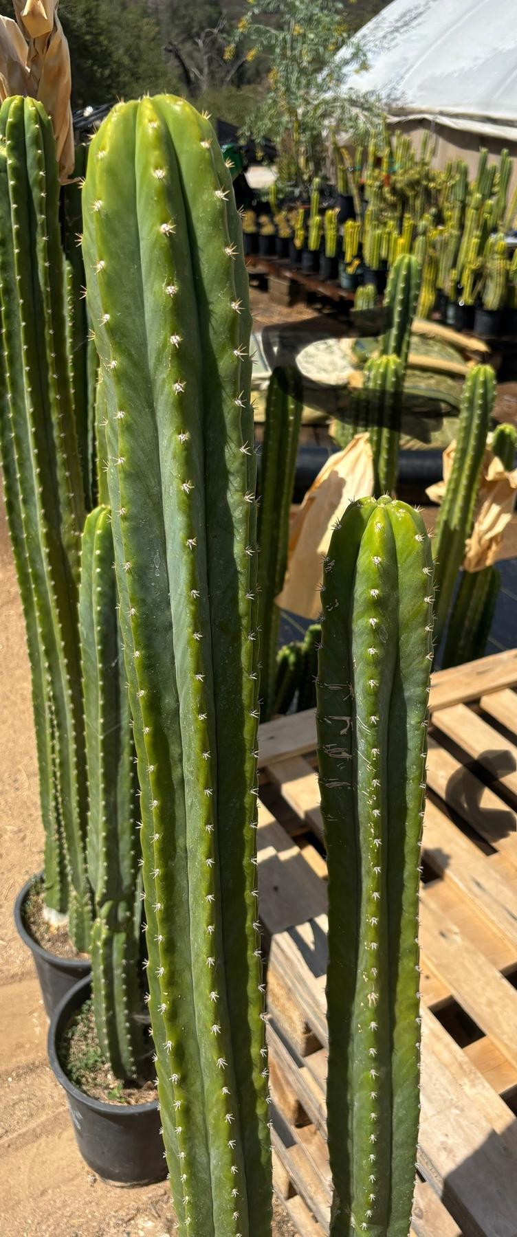 #EC125 EXACT GIANT Trichocereus Pachanoi PC Potted Cactus Specimens