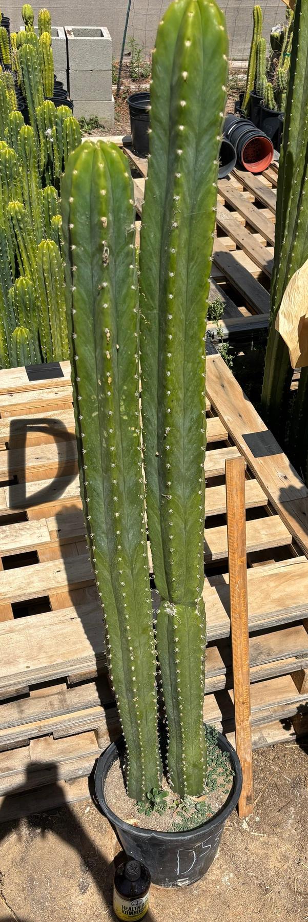 #EC125 EXACT GIANT Trichocereus Pachanoi PC Potted Cactus Specimens