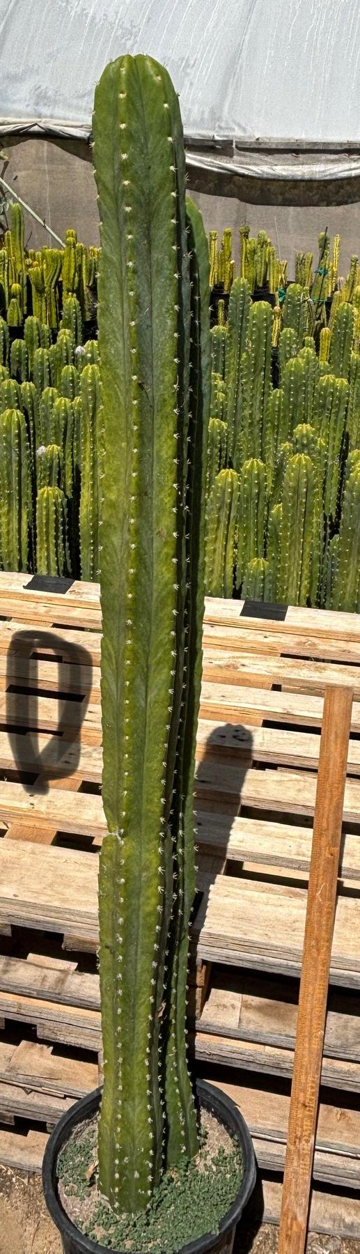 #EC125 EXACT GIANT Trichocereus Pachanoi PC Potted Cactus Specimens