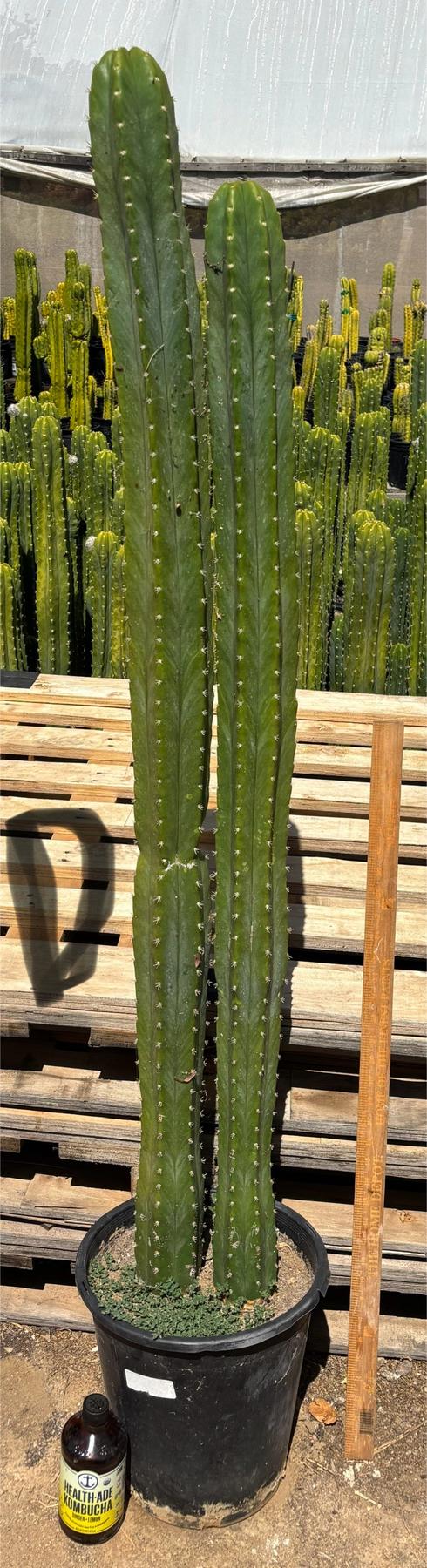 #EC125 EXACT GIANT Trichocereus Pachanoi PC Potted Cactus Specimens