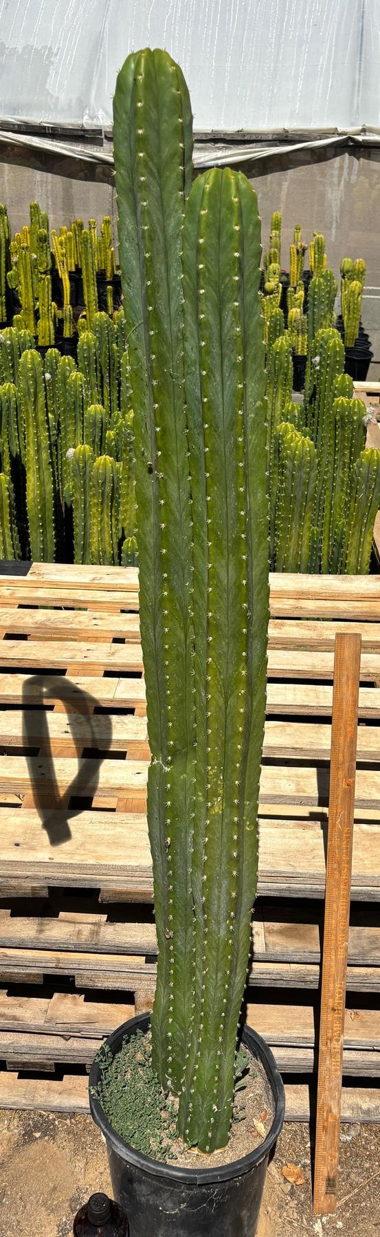 #EC125 EXACT GIANT Trichocereus Pachanoi PC Potted Cactus Specimens