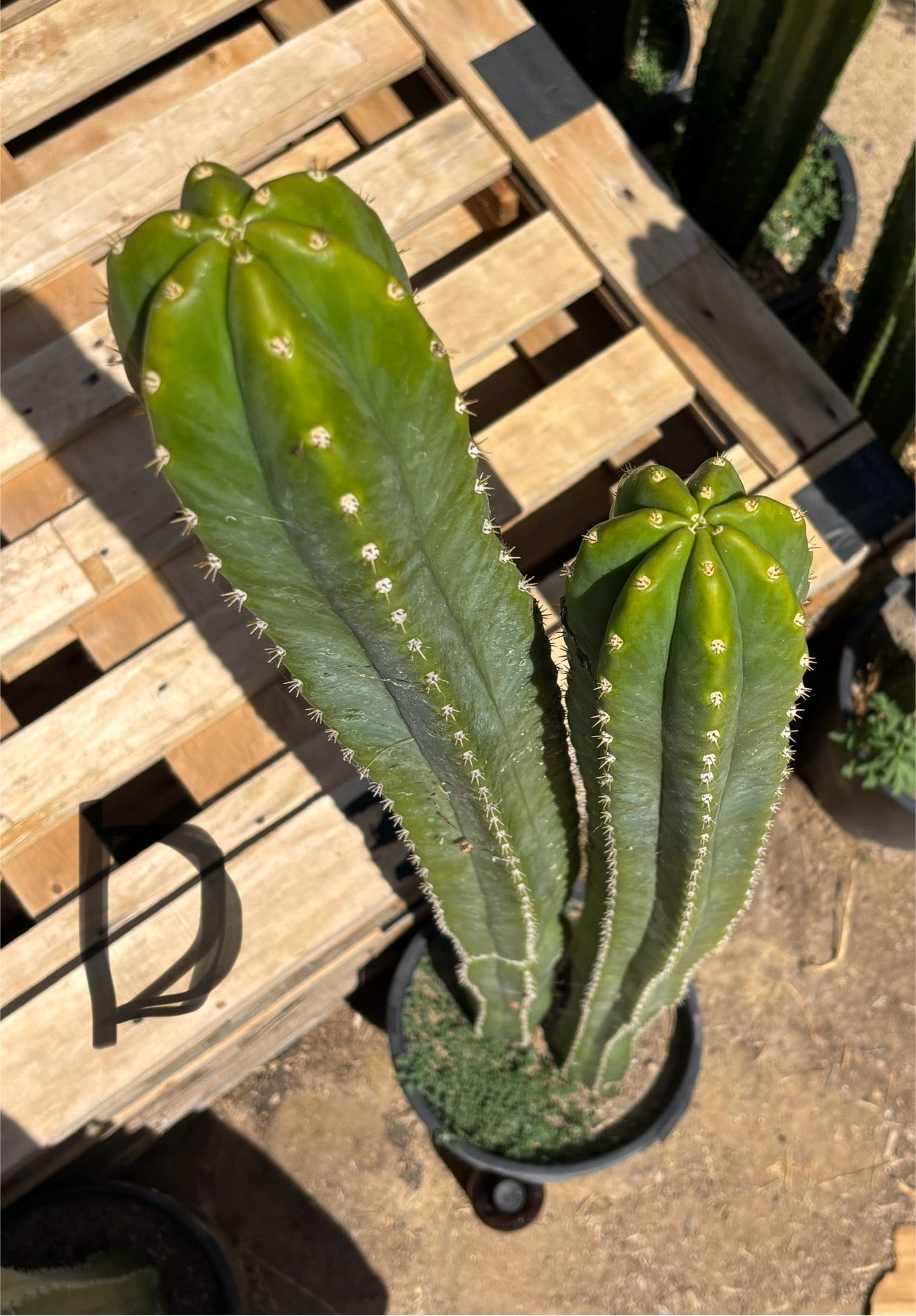 #EC125 EXACT GIANT Trichocereus Pachanoi PC Potted Cactus Specimens