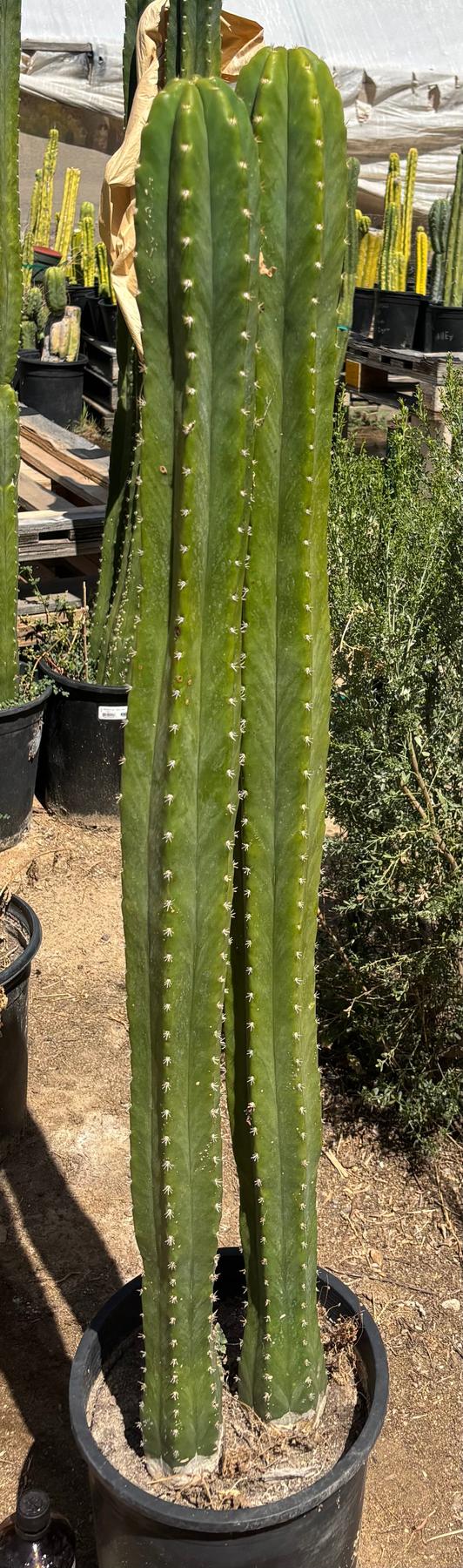 #EC125 EXACT GIANT Trichocereus Pachanoi PC Potted Cactus Specimens