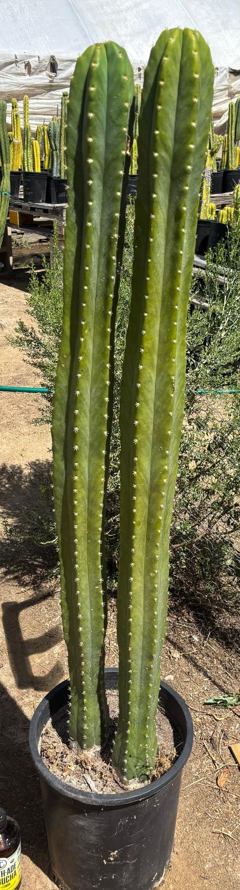#EC125 EXACT GIANT Trichocereus Pachanoi PC Potted Cactus Specimens