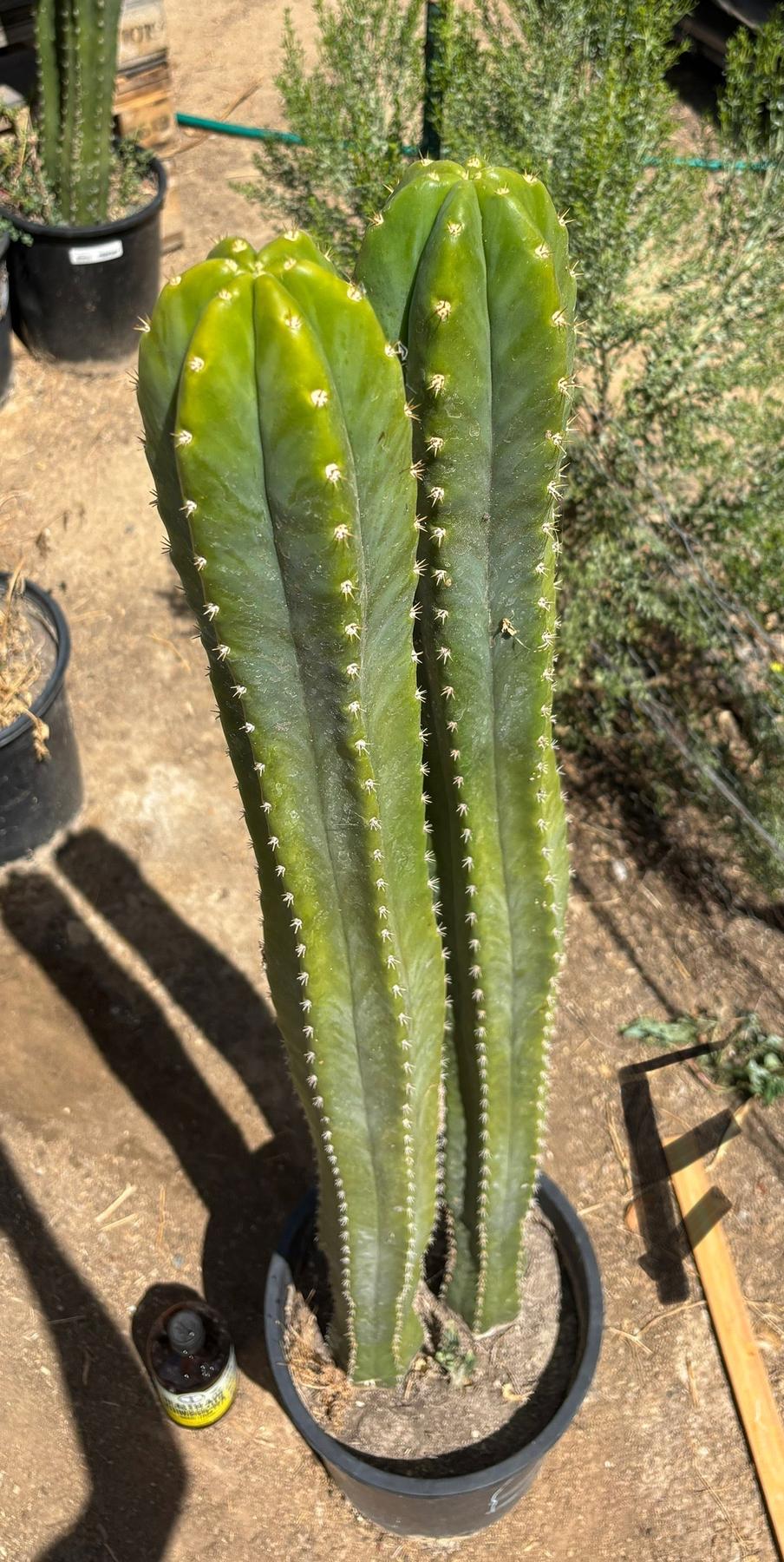 #EC125 EXACT GIANT Trichocereus Pachanoi PC Potted Cactus Specimens