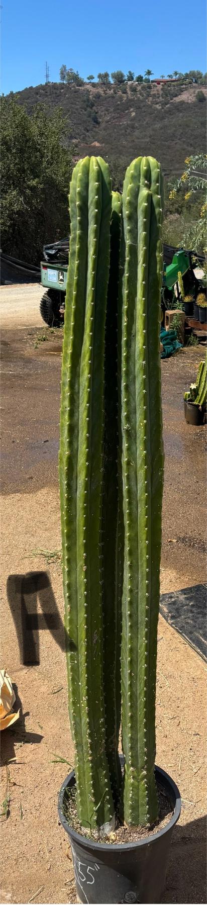 #EC125 EXACT GIANT Trichocereus Pachanoi PC Potted Cactus Specimens