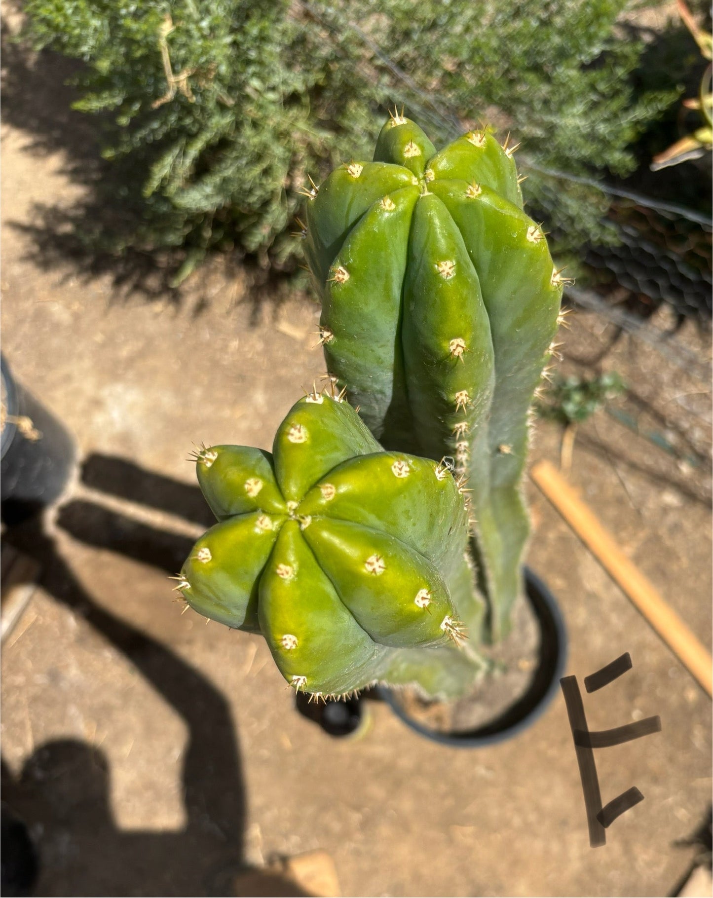 #EC125 EXACT GIANT Trichocereus Pachanoi PC Potted Cactus Specimens
