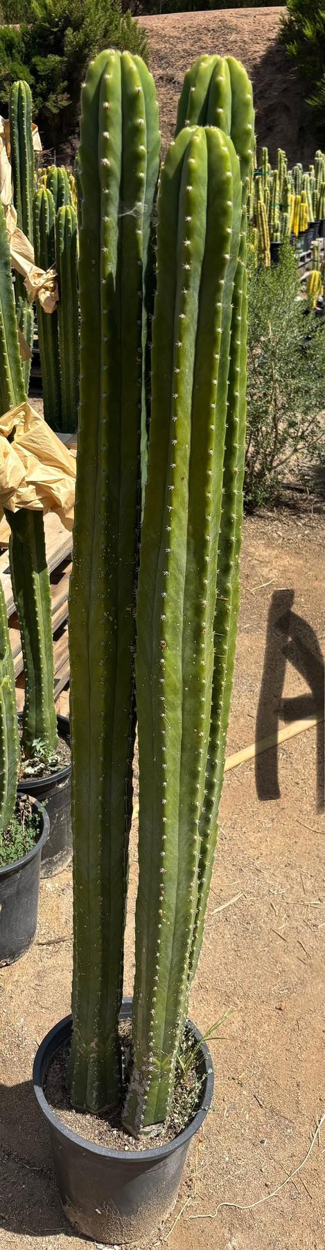 #EC125 EXACT GIANT Trichocereus Pachanoi PC Potted Cactus Specimens