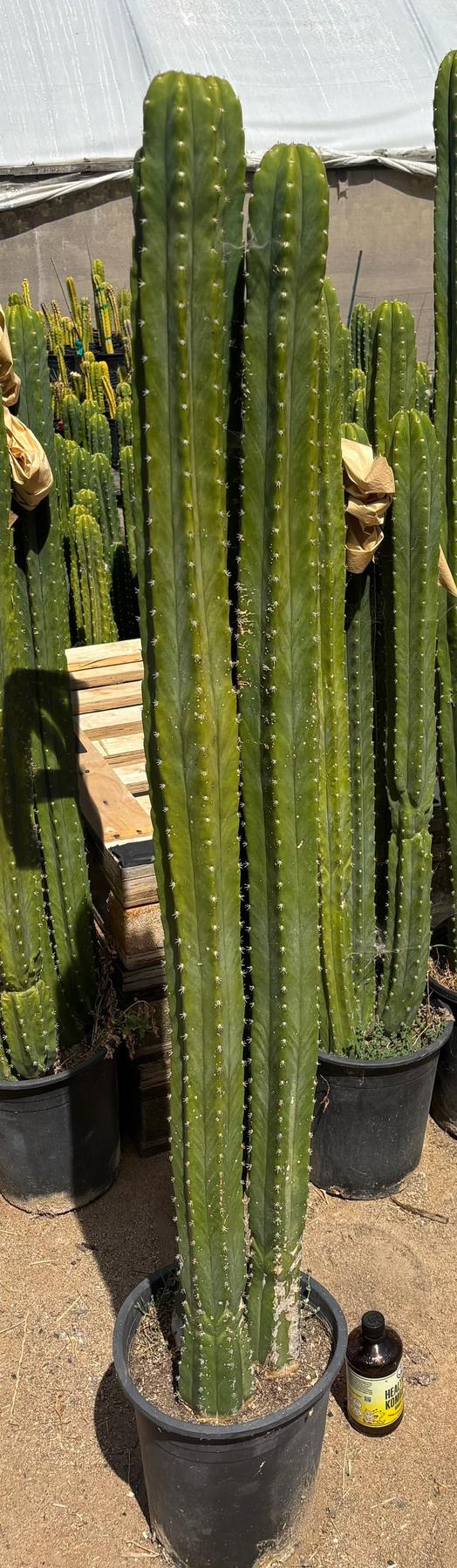 #EC125 EXACT GIANT Trichocereus Pachanoi PC Potted Cactus Specimens