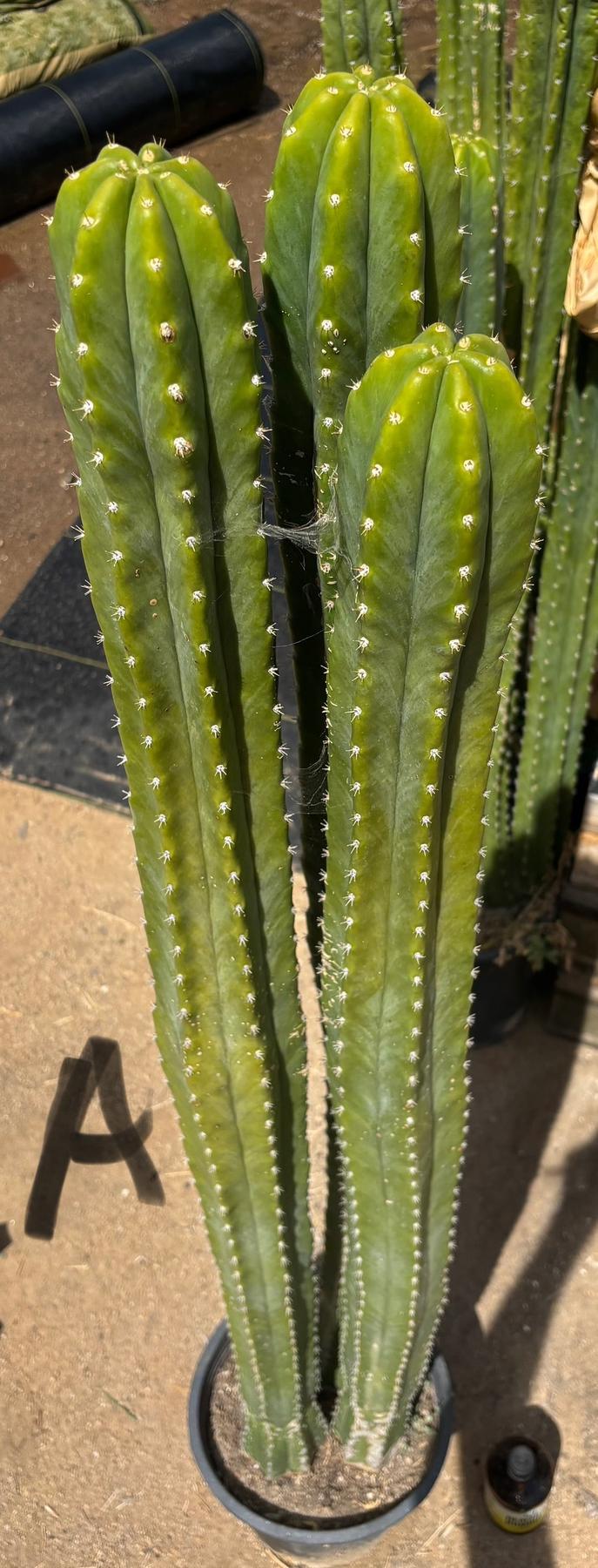 #EC125 EXACT GIANT Trichocereus Pachanoi PC Potted Cactus Specimens