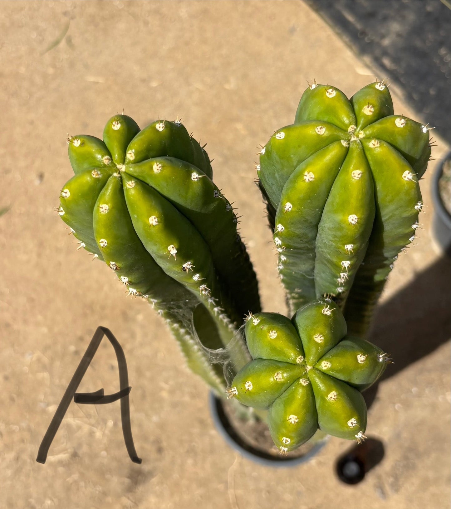 #EC125 EXACT GIANT Trichocereus Pachanoi PC Potted Cactus Specimens