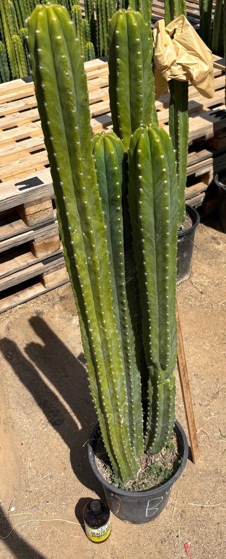 #EC125 EXACT GIANT Trichocereus Pachanoi PC Potted Cactus Specimens