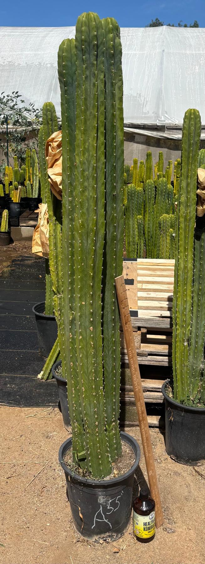 #EC125 EXACT GIANT Trichocereus Pachanoi PC Potted Cactus Specimens